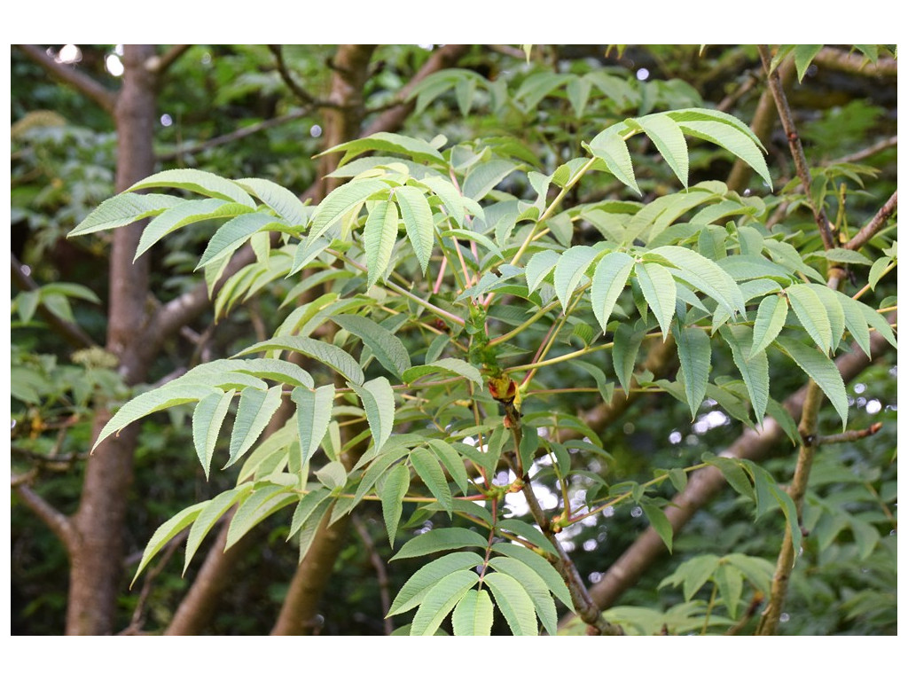 SORBUS SARGENTIANA SORBUS SARGENTIANA