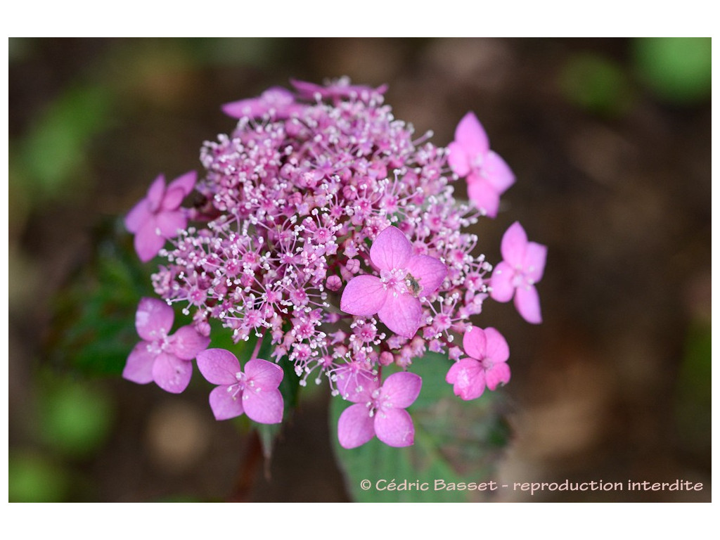 HYDRANGEA SERRATA 'YUFUIN AO'