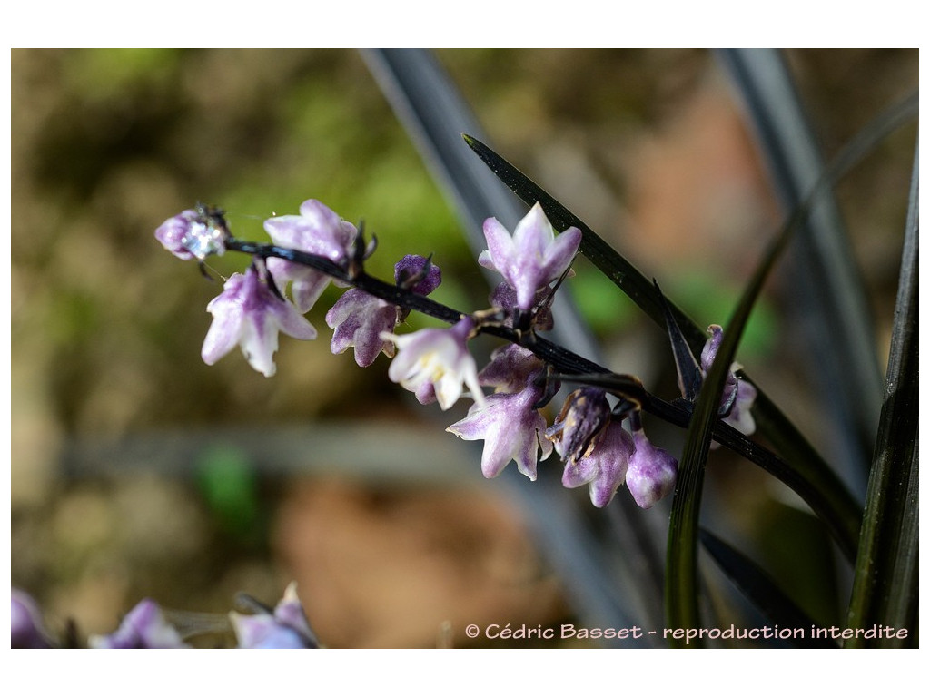 OPHIOPOGON PLANISCAPUS 'NISHIKI'