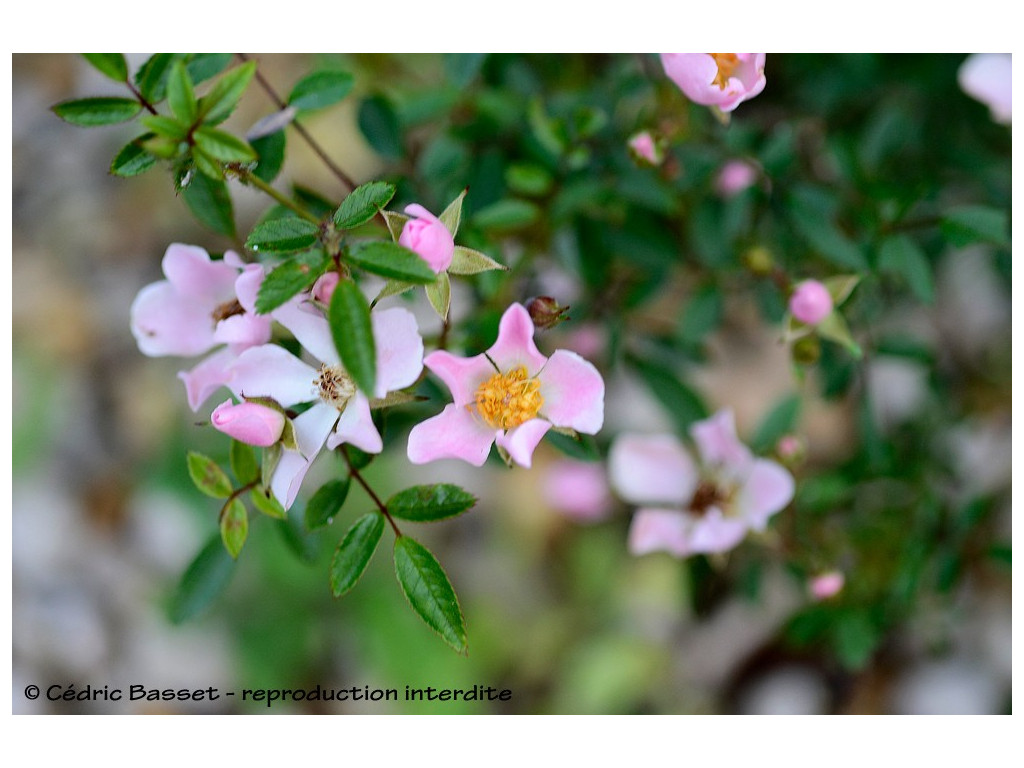 ROSA 'NOZOMI PINK'