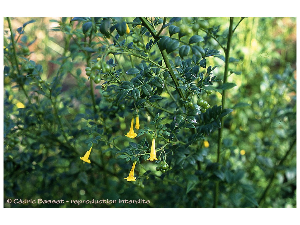 JASMINUM HUMILE