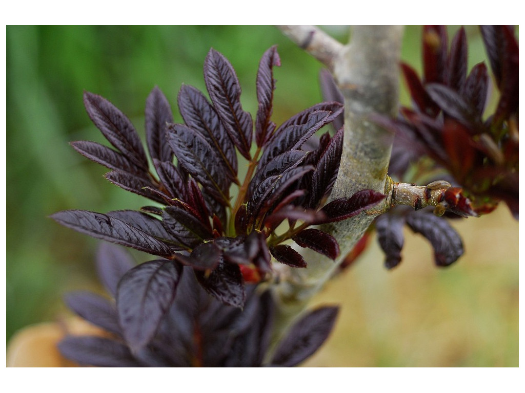 SORBUS WILSONIANA