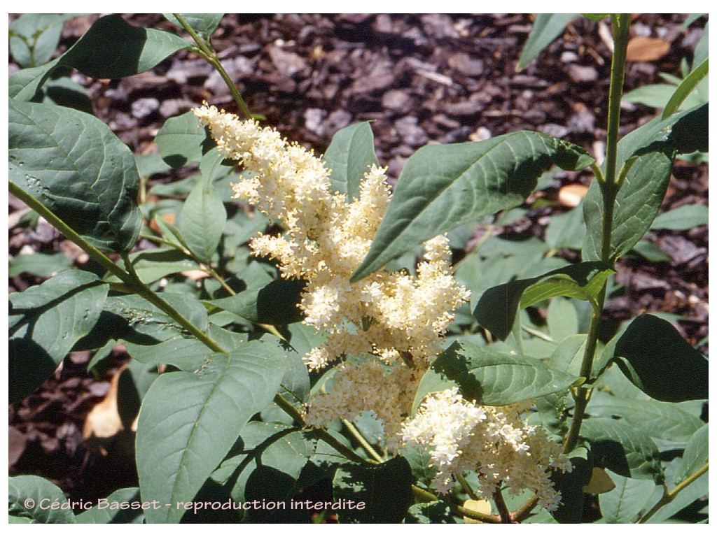 SYRINGA FAURIEI