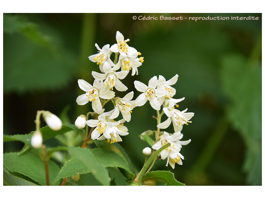 DEUTZIA ACSN5919