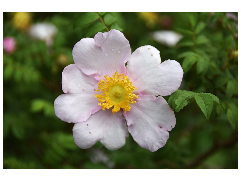 ROSA ROXBURGHII W/O-9218