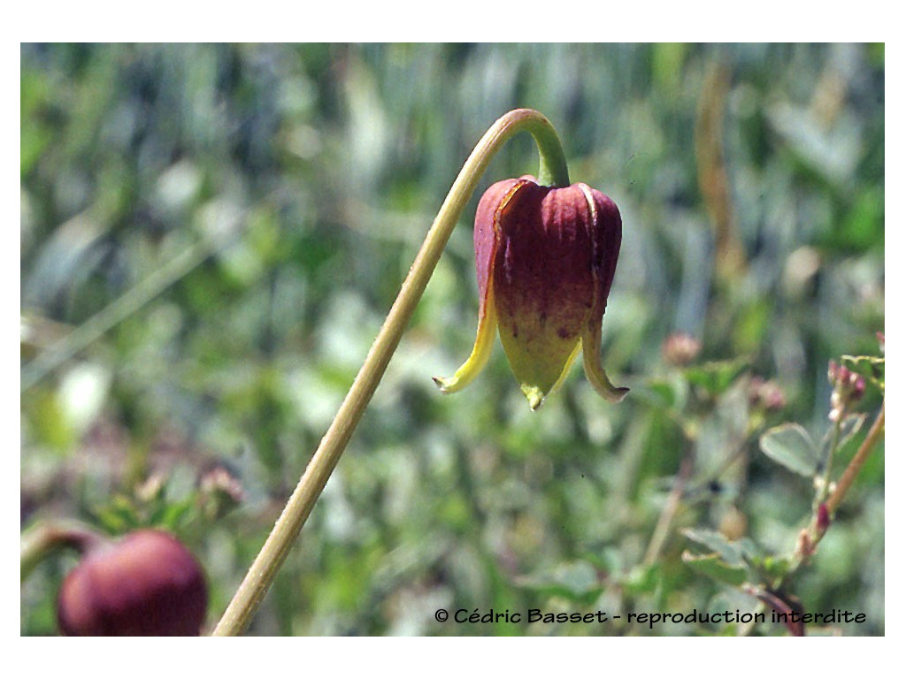 CLEMATIS TIBETANA subsp.VERNAYI