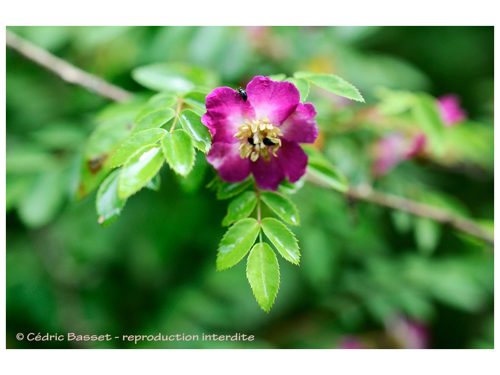 ROSA PRATTII CBCH438