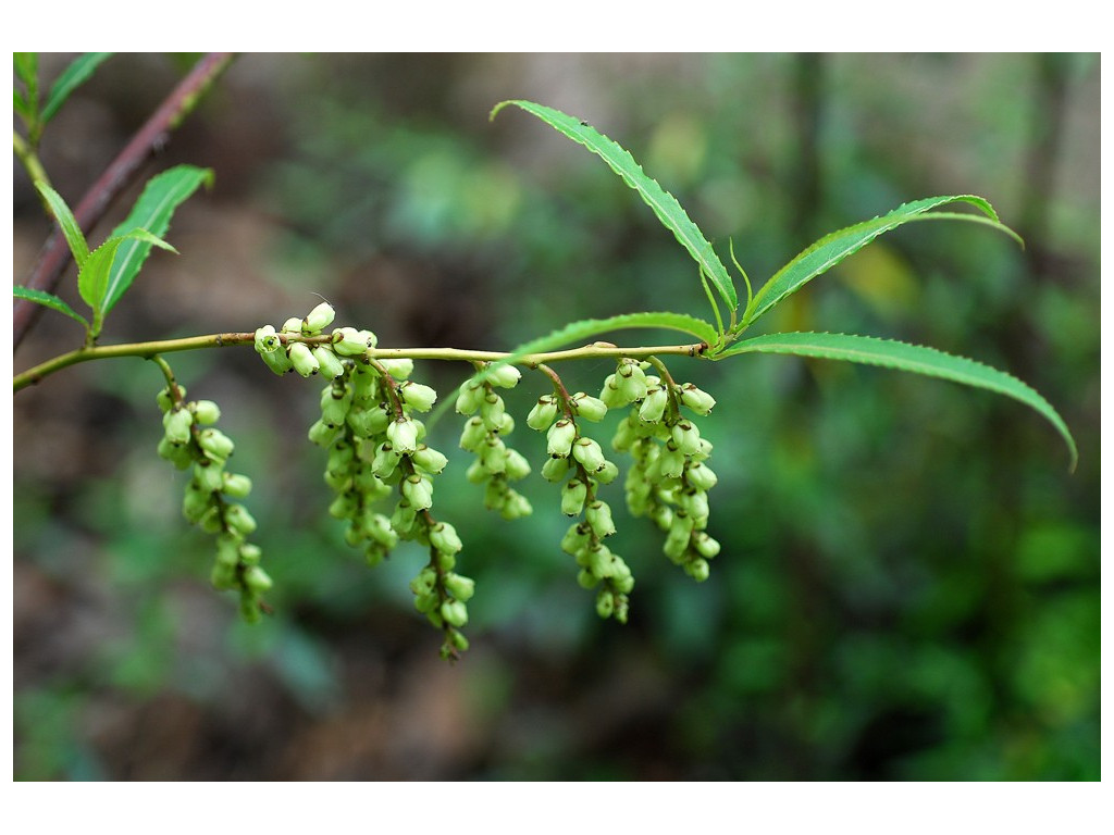 STACHYURUS SALICIFOLIUS