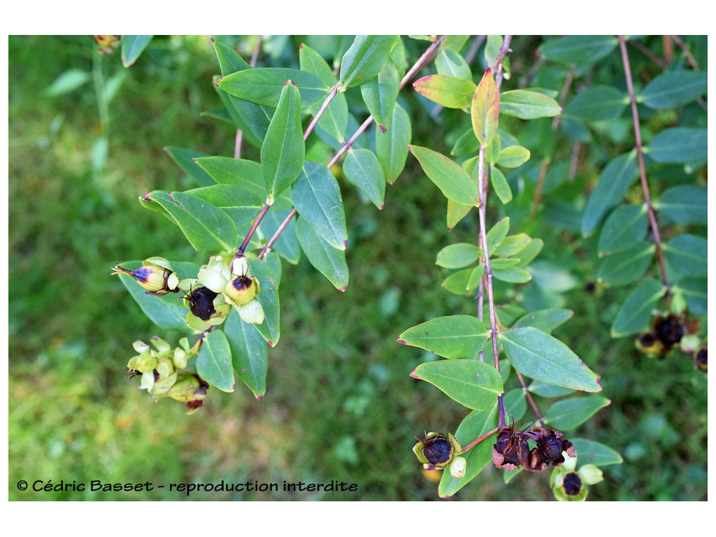 HYPERICUM KR7633 HYPERICUM KR7633