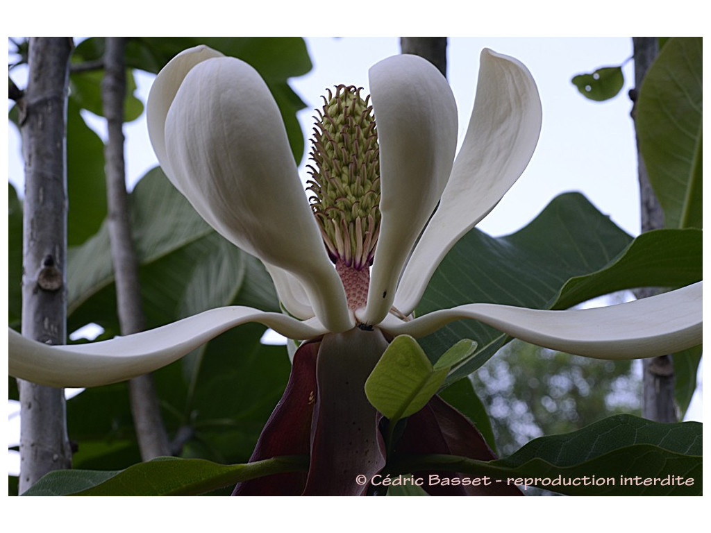 MAGNOLIA OFFICINALIS W/O-9157