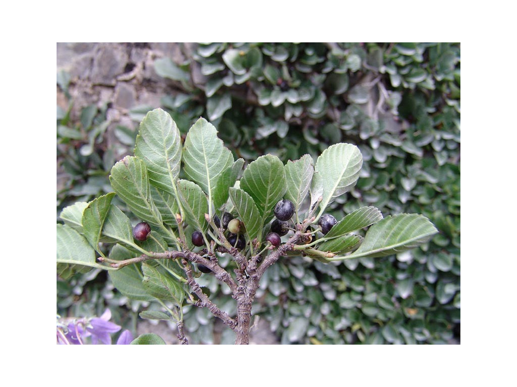 RHAMNUS MICROCARPA RU5484