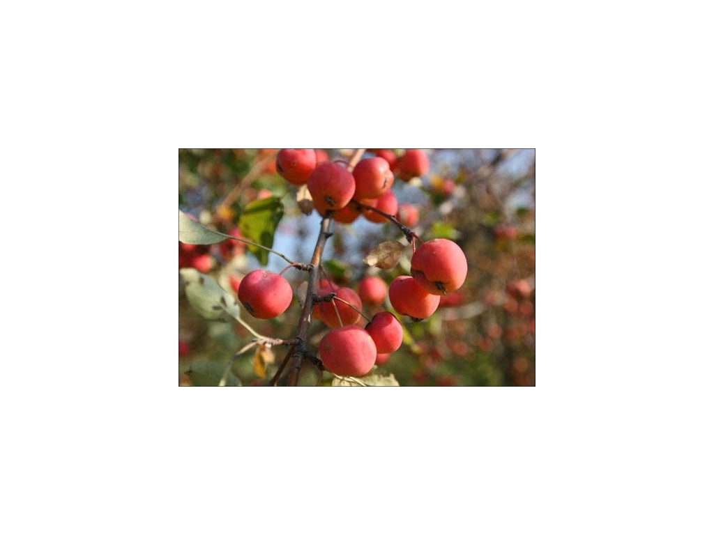 MALUS SIEVERSII KG6058