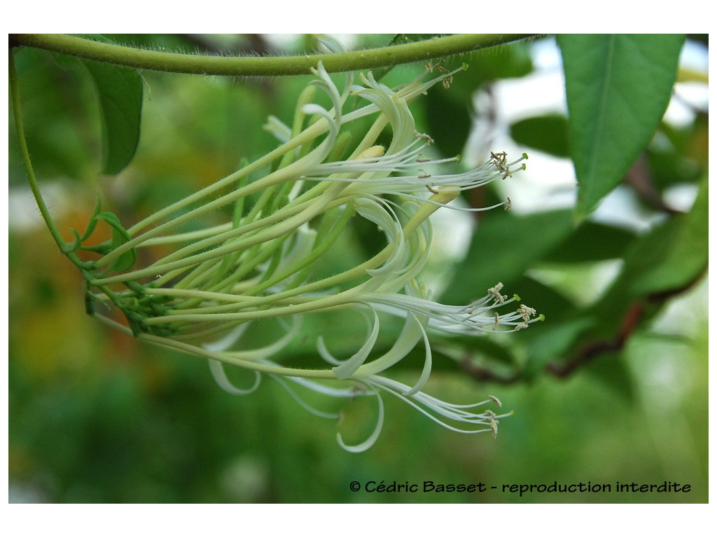 LONICERA MACRANTHA CBCH