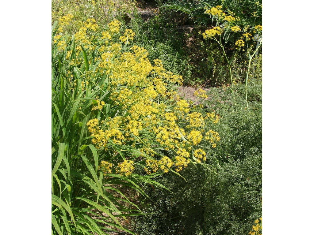 FERULA OVINA KG5990 FERULA OVINA KG5990