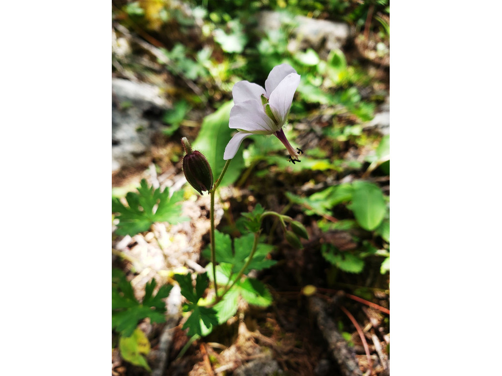 GERANIUM REFRACTUM CH5950