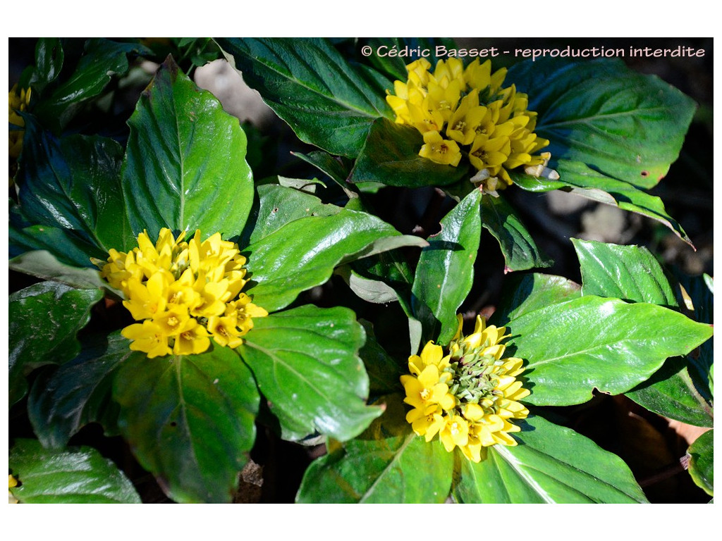 LYSIMACHIA PARIDIFORMIS