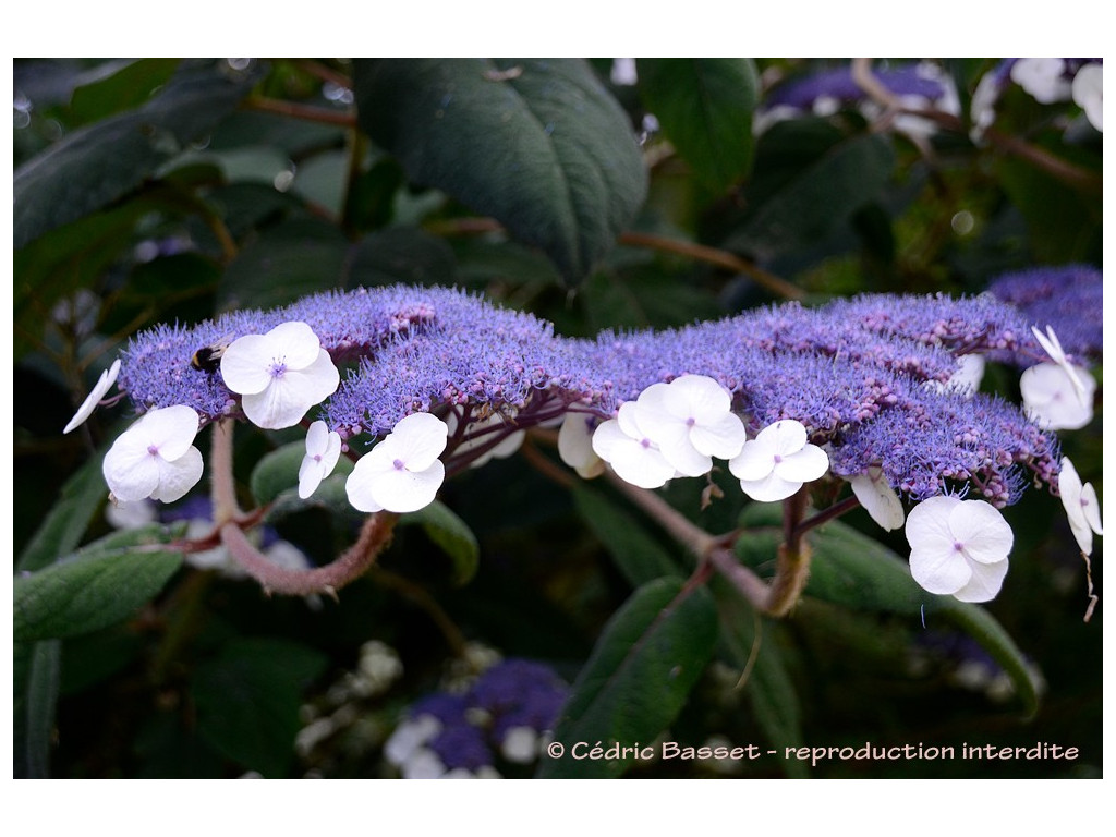 HYDRANGEA ASPERA 'BELLEVUE'