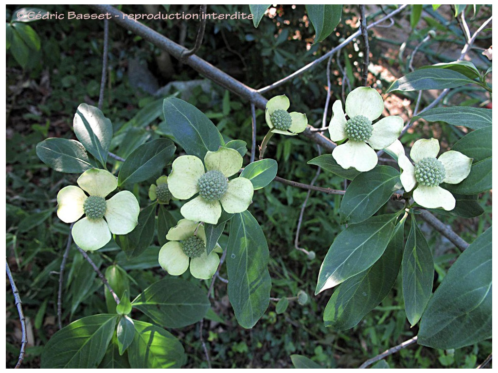 CORNUS CAPITATA W/O-9274