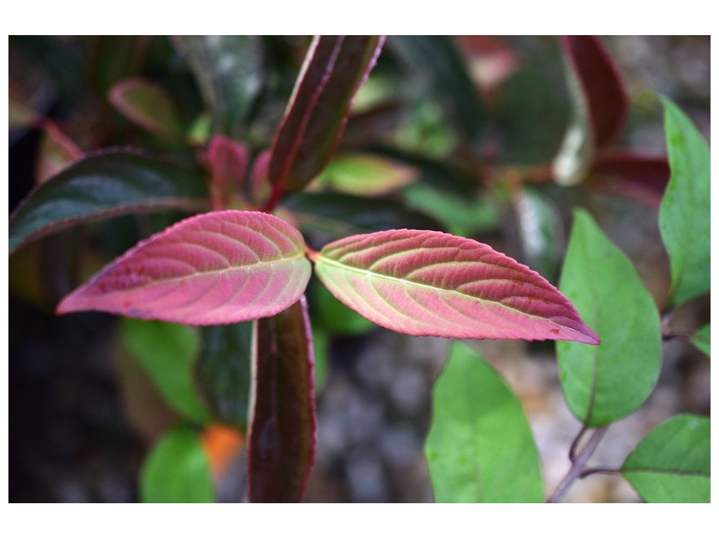 VIBURNUM ERUBESCENS