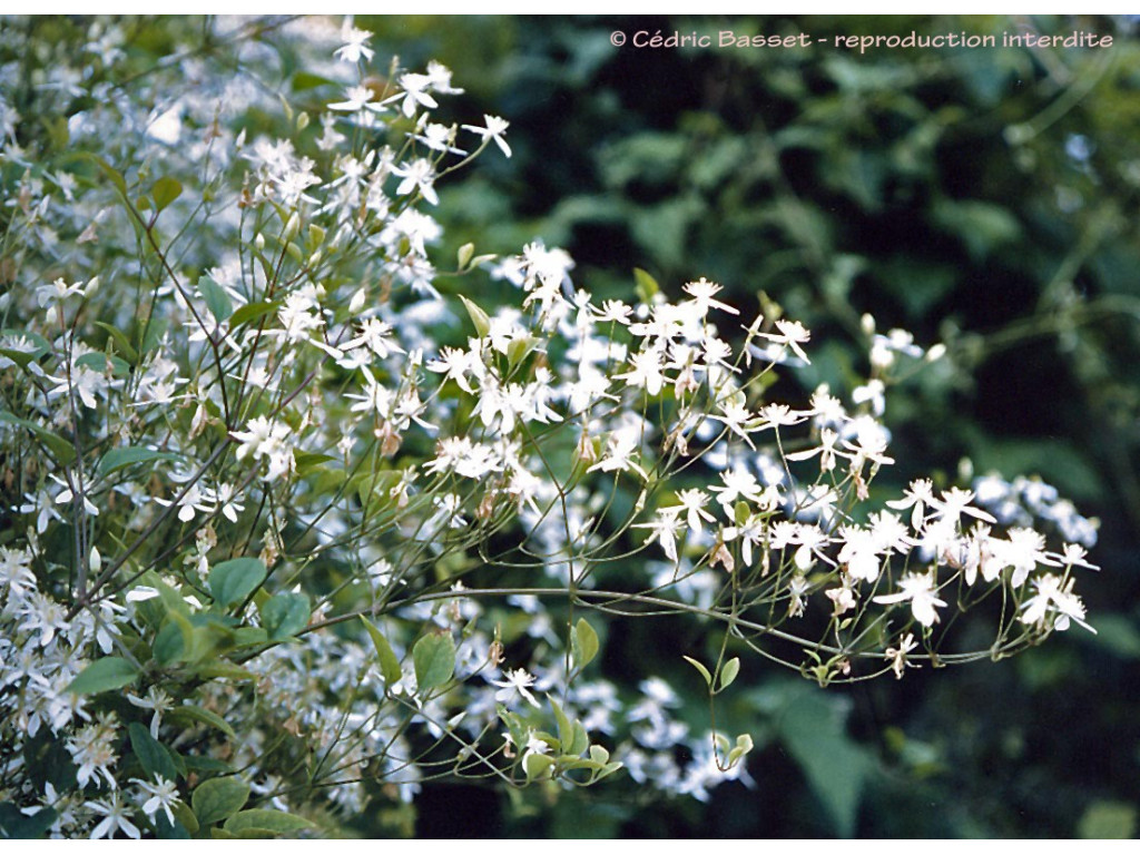 CLEMATIS MANDSHURICA RU5745 CLEMATIS MANDSHURICA RU5745