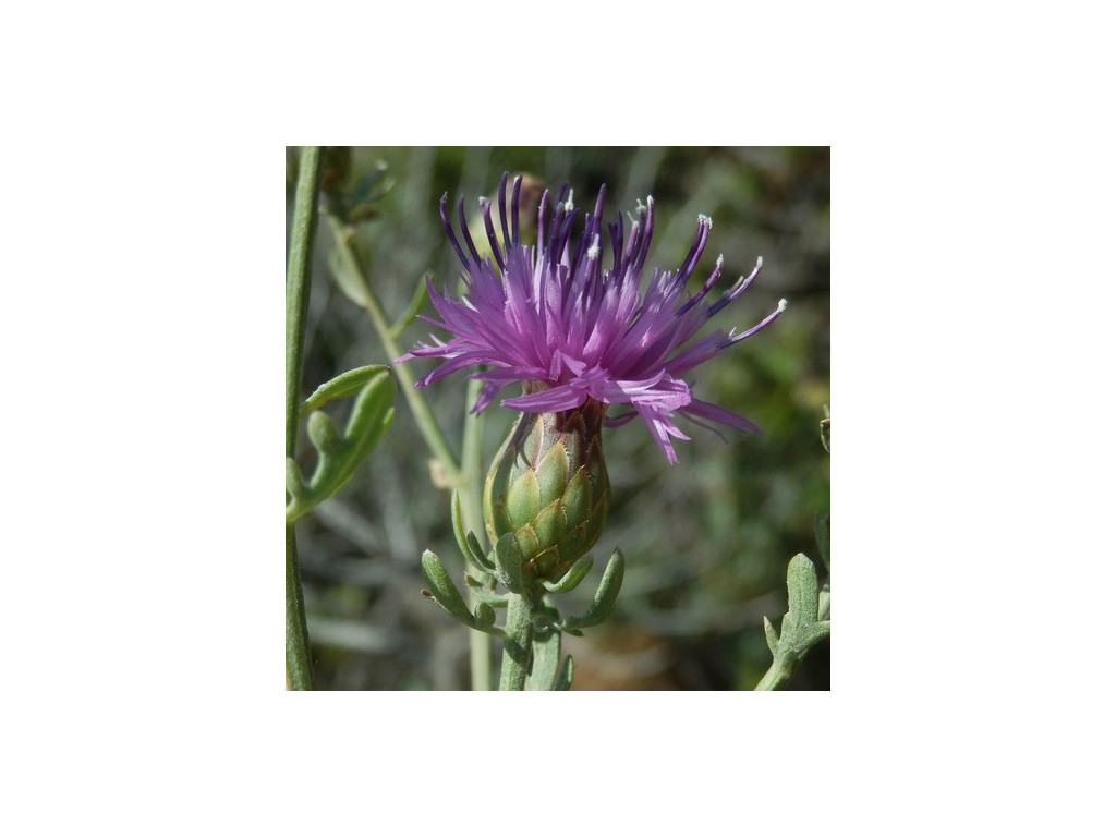 CENTAUREA BESSERIANA TJ6082