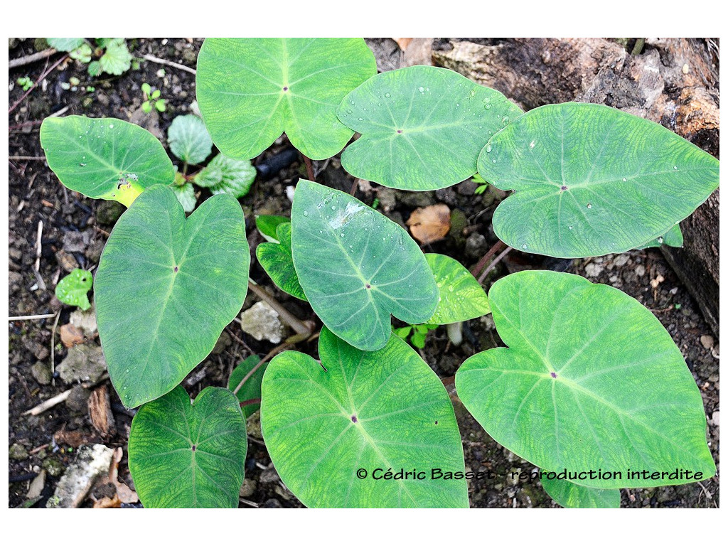 COLOCASIA 'PINK CHINA'