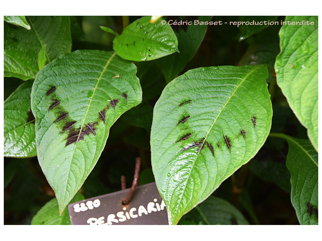 PERSICARIA 'GUIZHOU BRONZE'