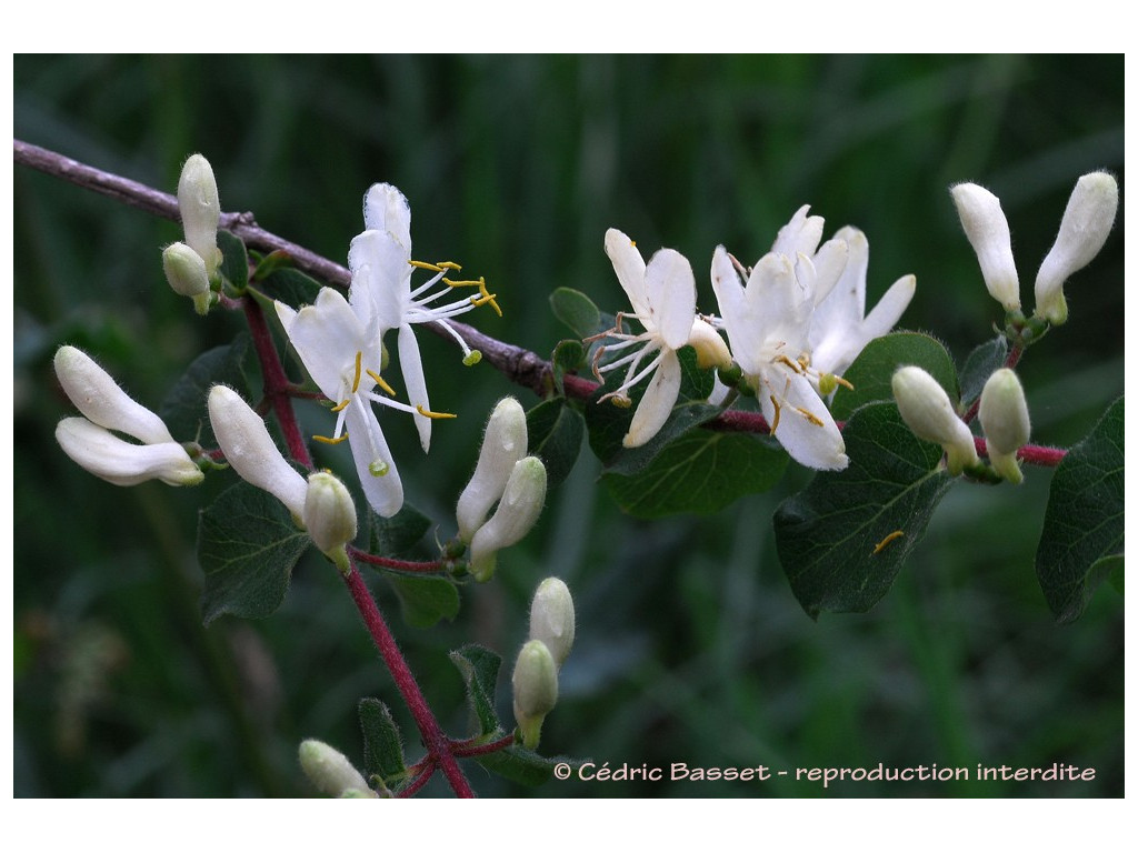 LONICERA IBERICA IR6037