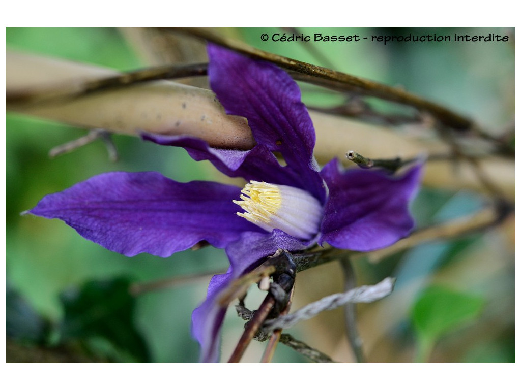 CLEMATIS 'FUKUZONO'