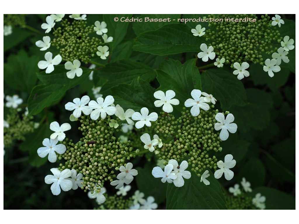 VIBURNUM SARGENTII