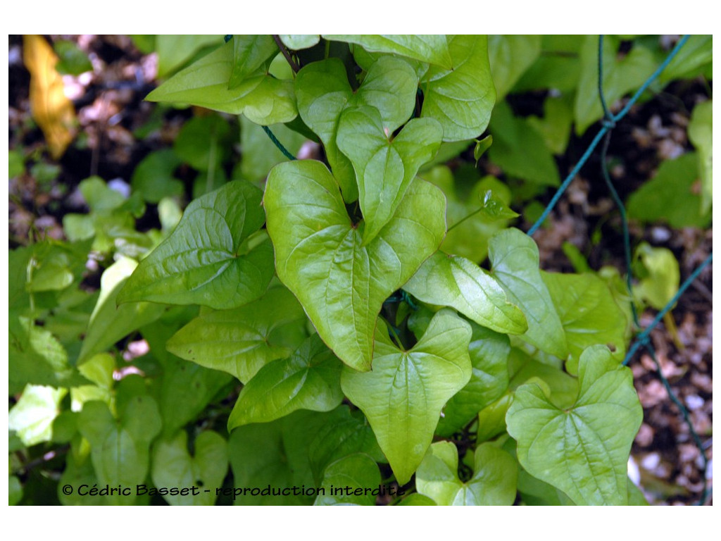 DIOSCOREA TOKORO JP5847