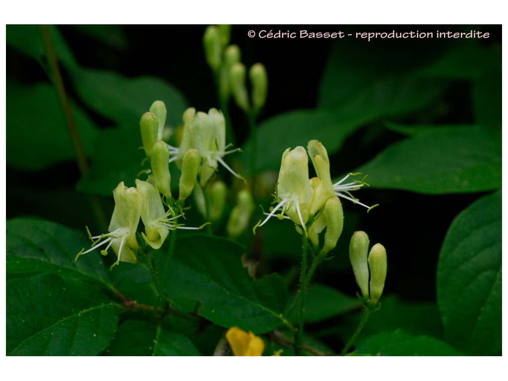 LONICERA CHRYSANTHA var.LONGIPES RU732