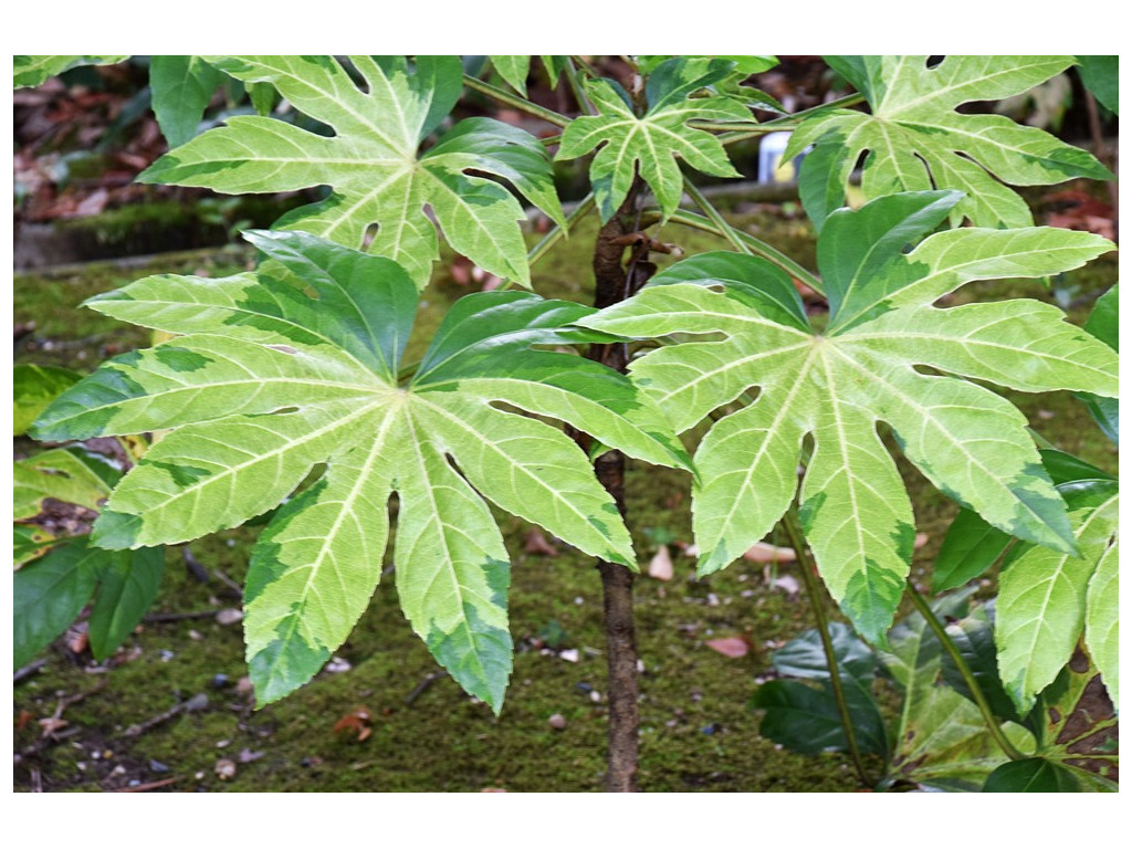 FATSIA JAPONICA 'MURAKUMO NISHIKI'