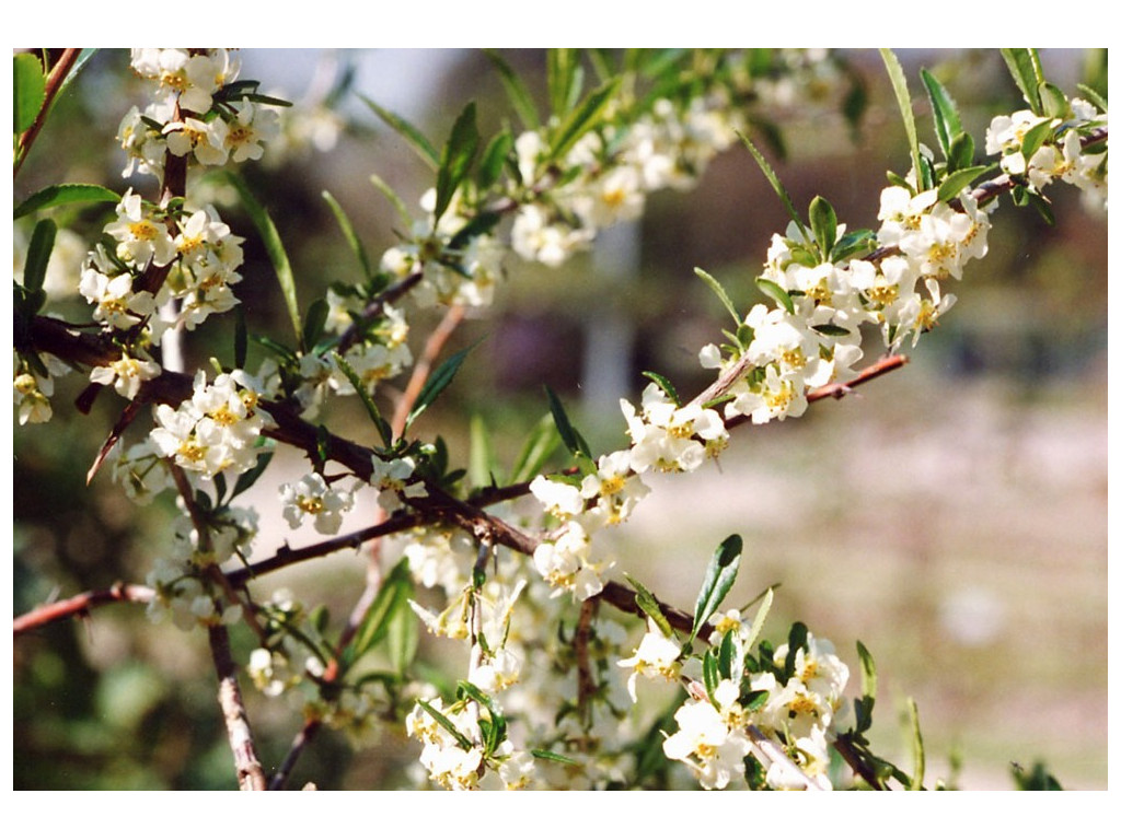 PRINSEPIA SINENSIS