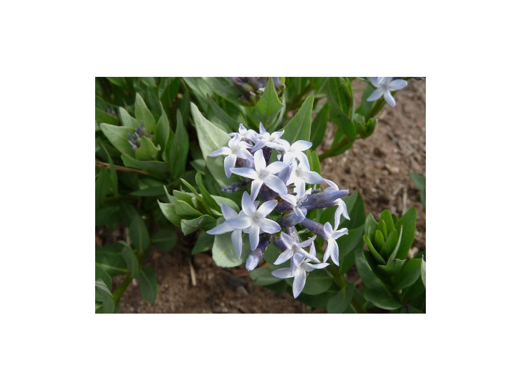 AMSONIA JONESII US5198