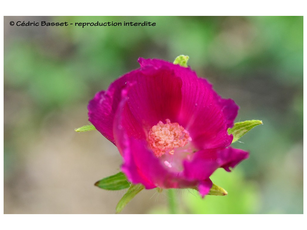 CALLIRHOE INVOLUCRATA US5899