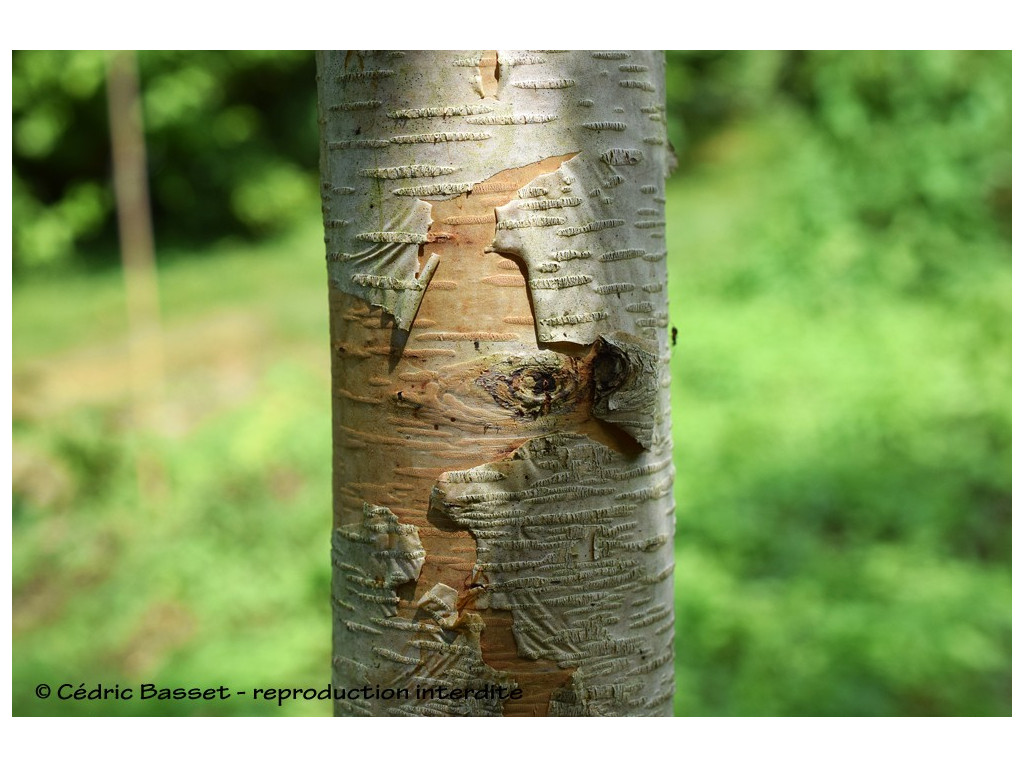 BETULA cf.ERMANII CBJP1078