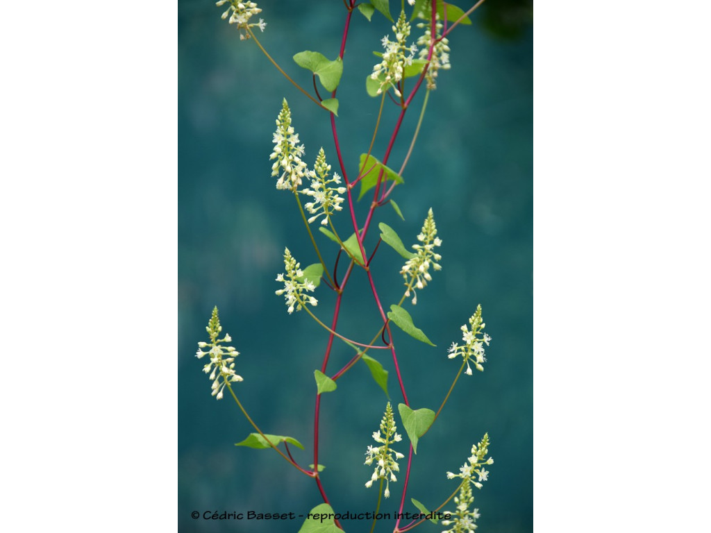 PTEROXYGONUM GIRALDII CH5970