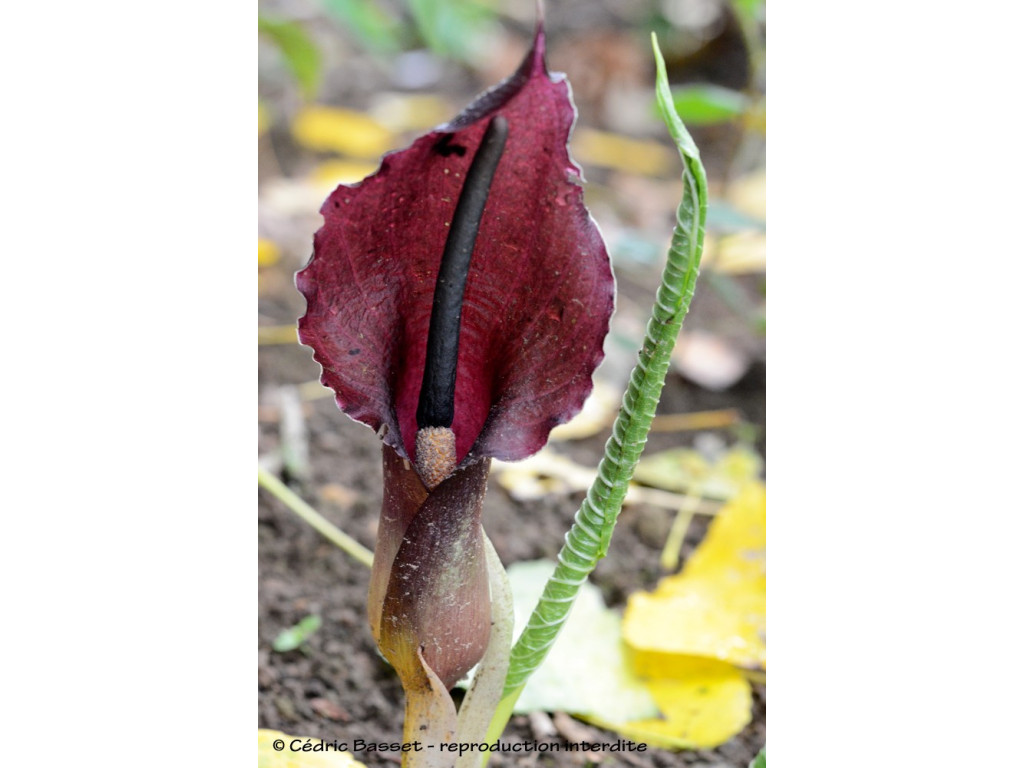 TYPHONIUM GIGANTEUM