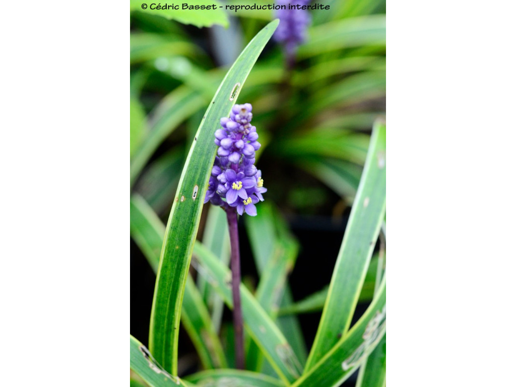 LIRIOPE MUSCARI 'GOLD BANDED'