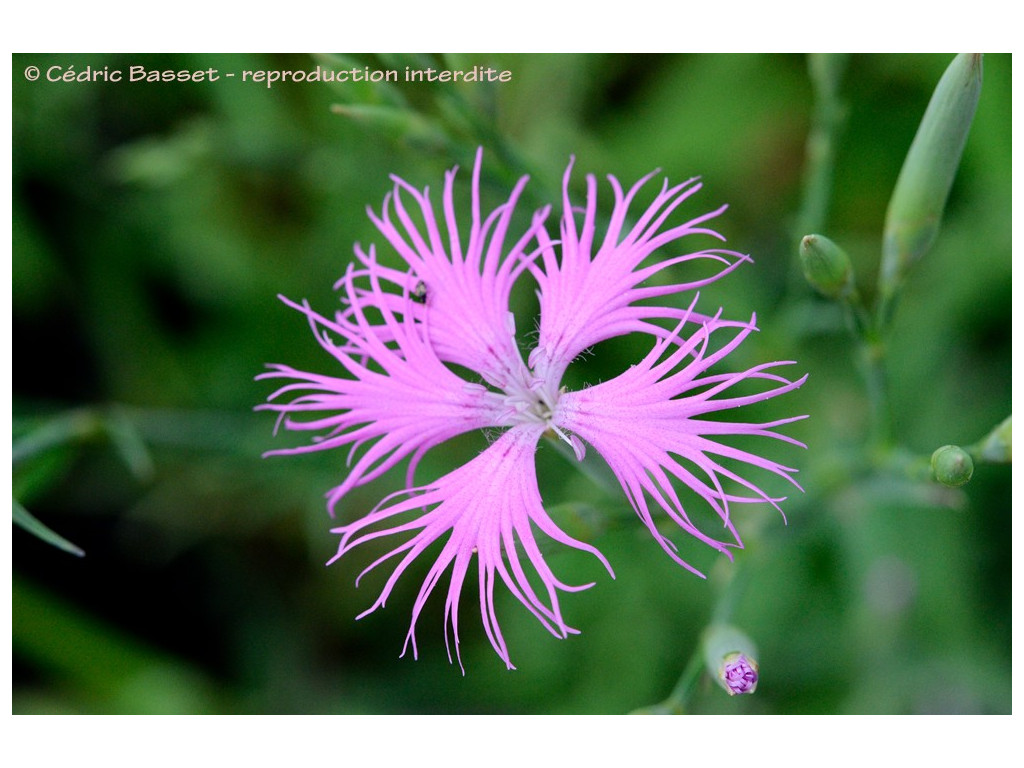 DIANTHUS LONGICALYX JP6079