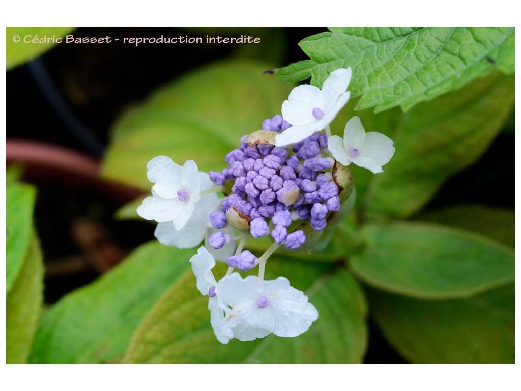 HYDRANGEA INVOLUCRATA CMBJP1967 HYDRANGEA INVOLUCRATA CMBJP1967