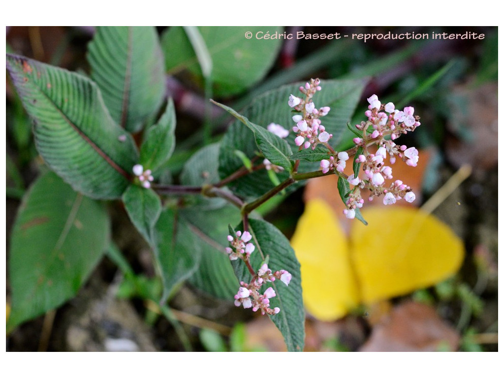 Himalaja Glocken Knöterich - Winterharte Gartenpflanze Für Halbschattige Standorte
