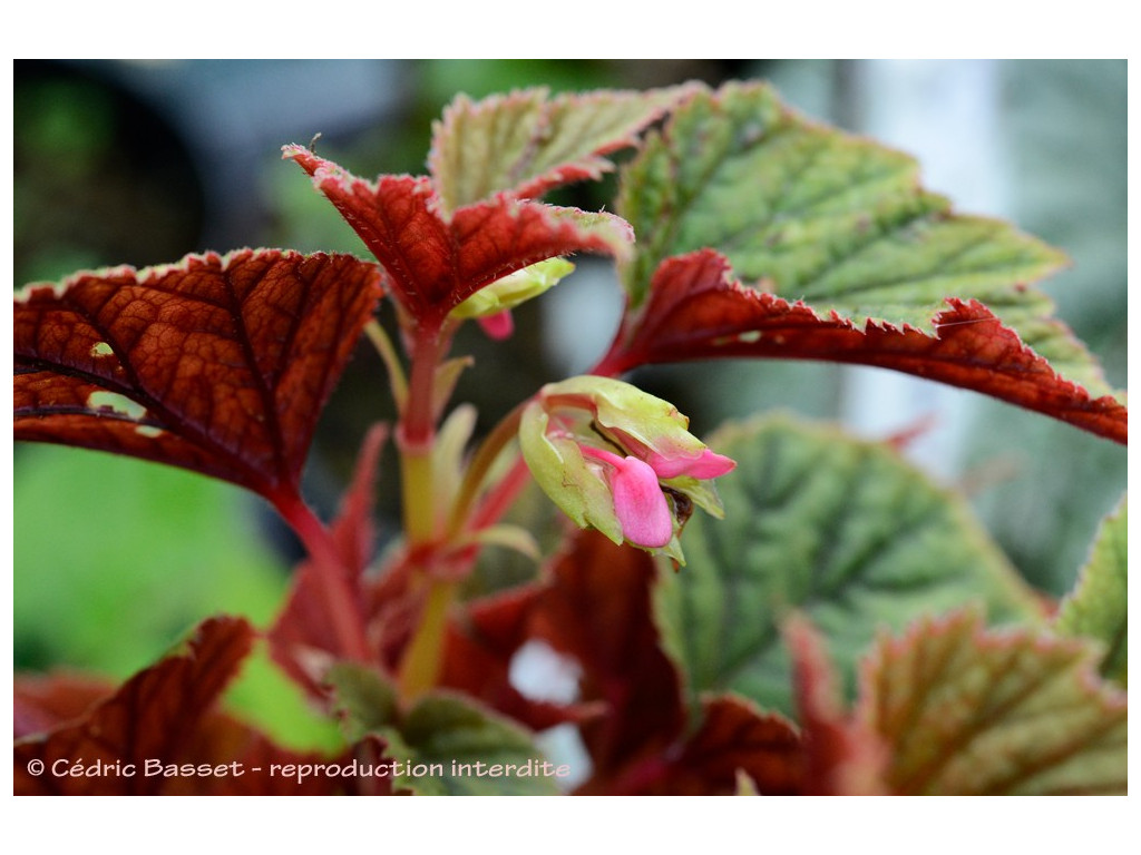 BEGONIA SINENSIS 'RED UNDIES' BWJ8011