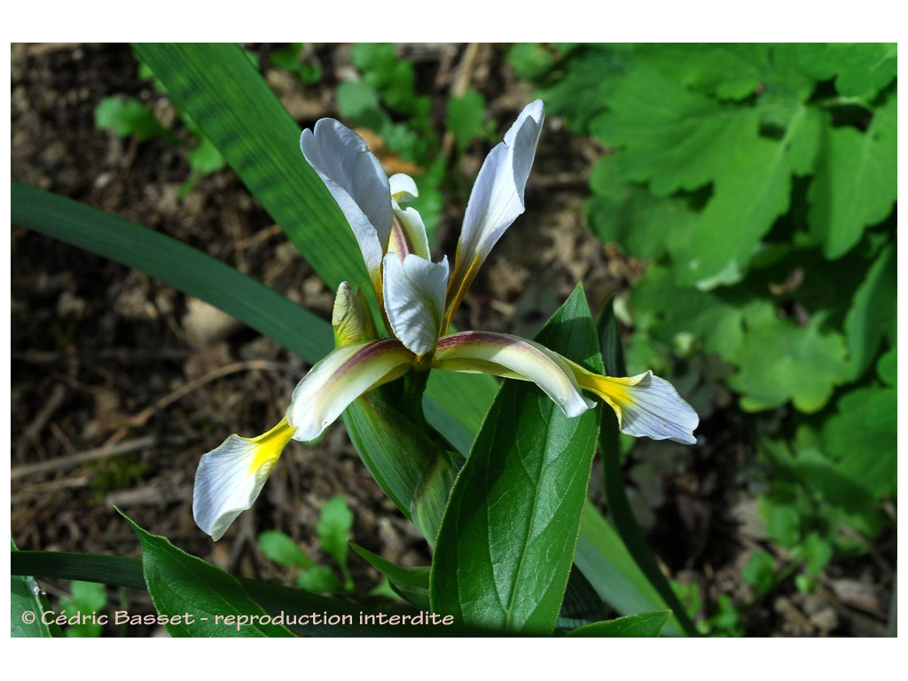 IRIS HALOPHILA SOGDIANA