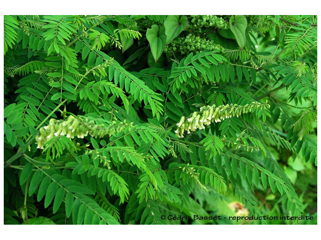 SOPHORA FLAVESCENS W/O-9234