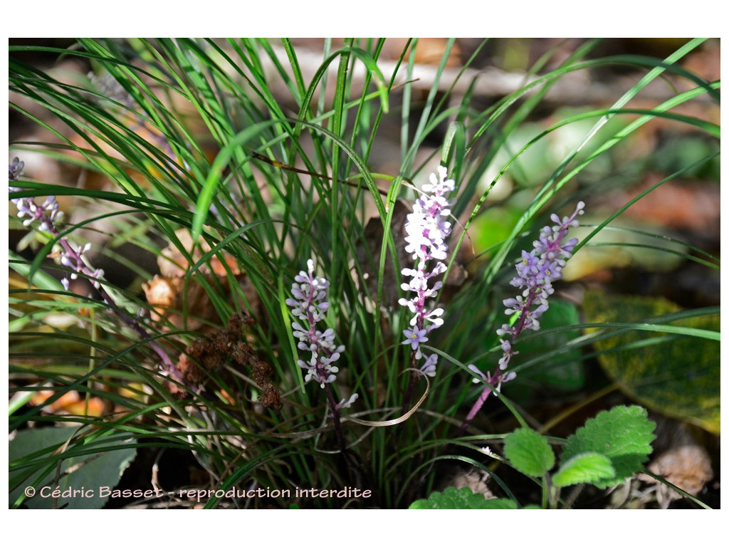 LIRIOPE GRACILIS