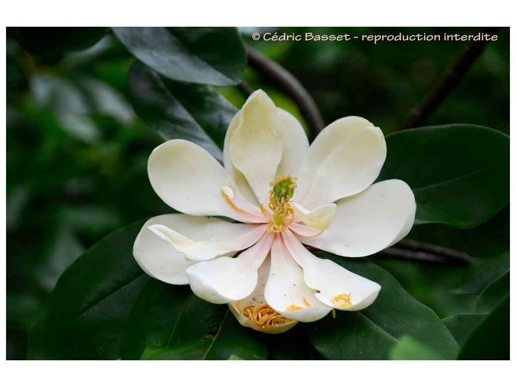 MAGNOLIA VIRGINIANA