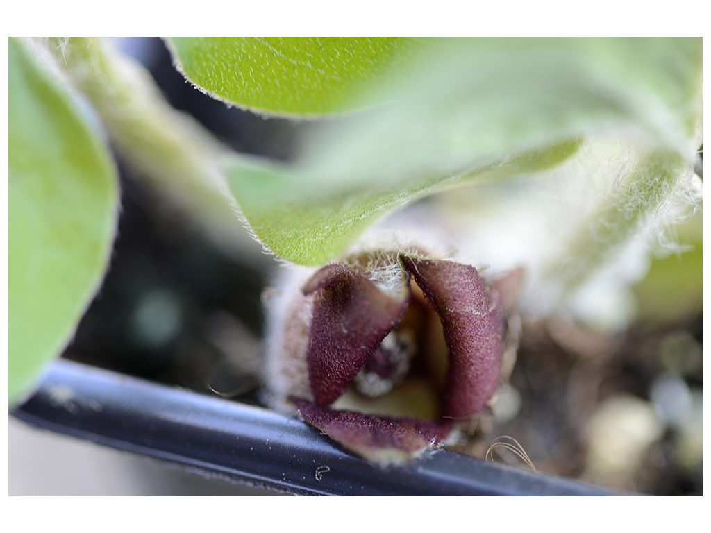 ASARUM LEMMONII ASARUM LEMMONII