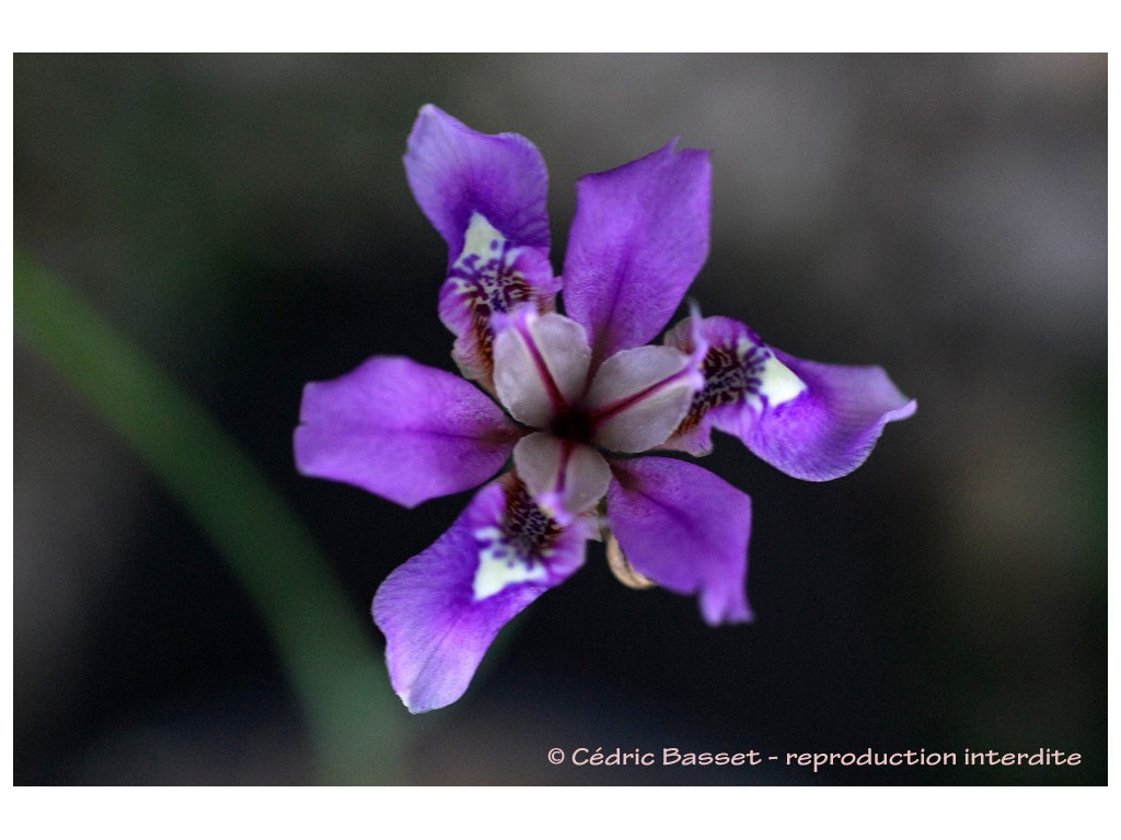 IRIS DICHOTOMA